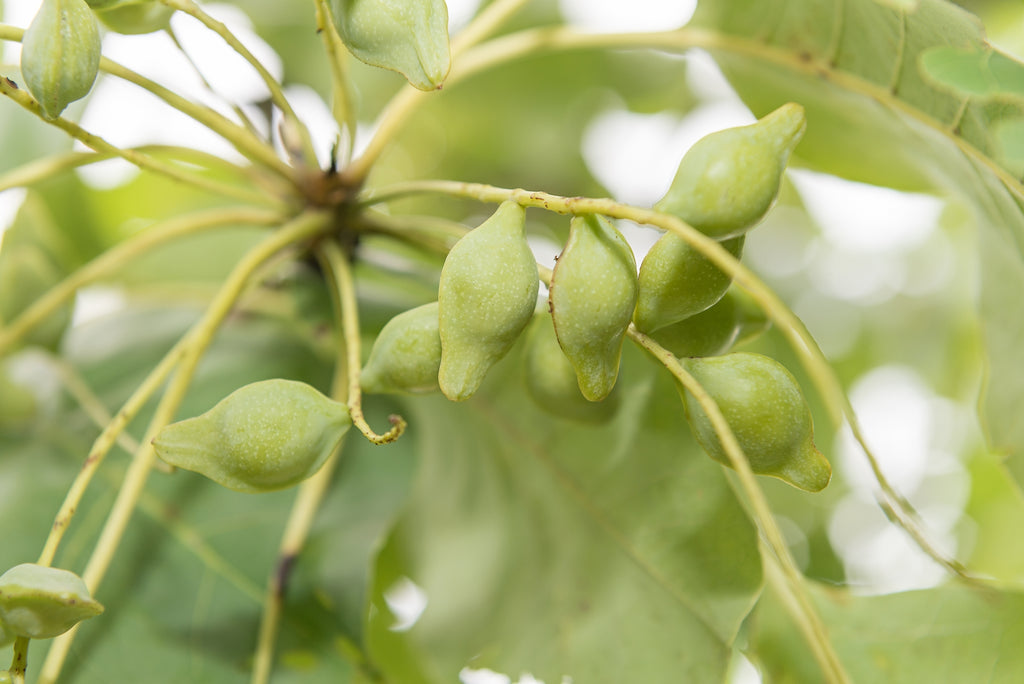 Kakadu plum on sale